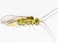 Stenopsocus stigmaticus